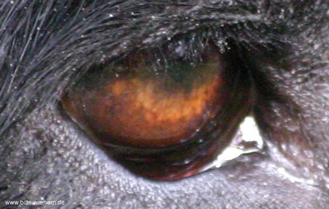 IMG_3552-Rommy Auge